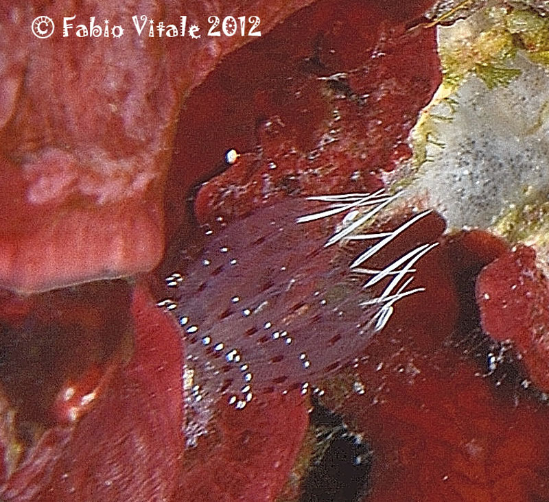 Sabella sp